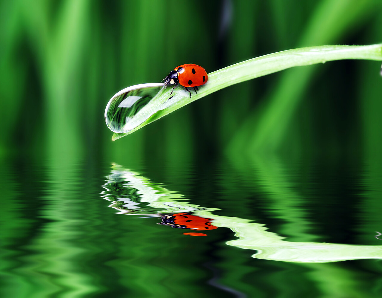 水面草上的七星瓢虫传统二十四节气24节气惊蛰