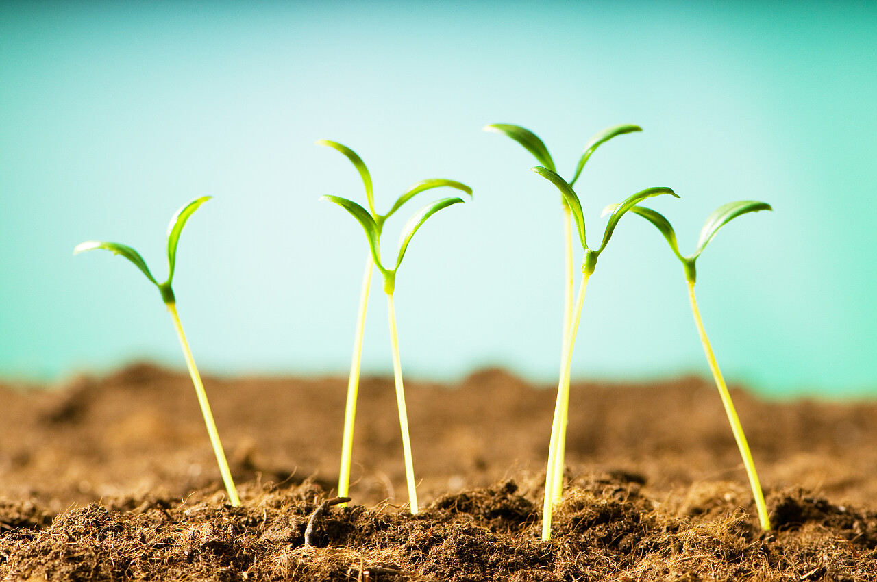 刚发芽的植物幼苗春天种子发芽成长小芽嫩芽幼芽