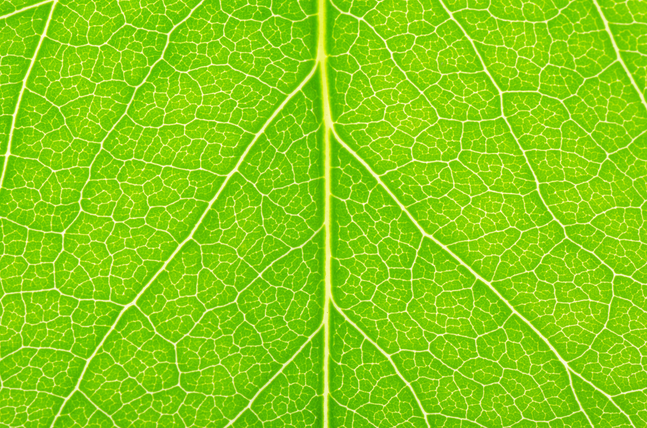 绿色叶子脉络背景图
