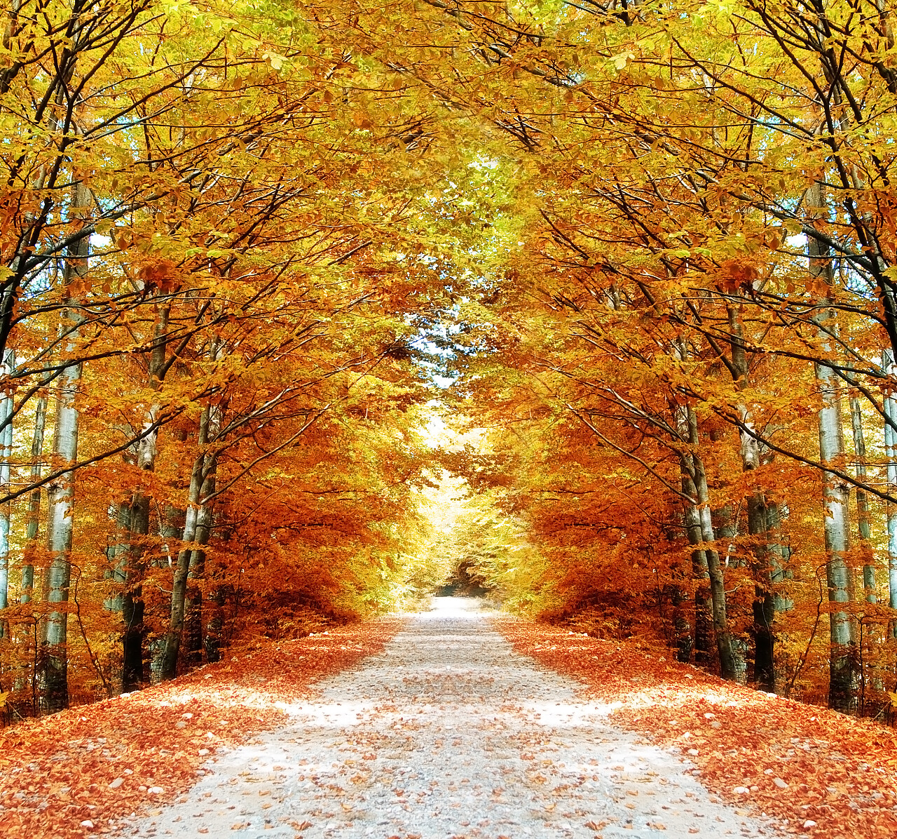 自然风景秋天森林里的落叶道路风景图