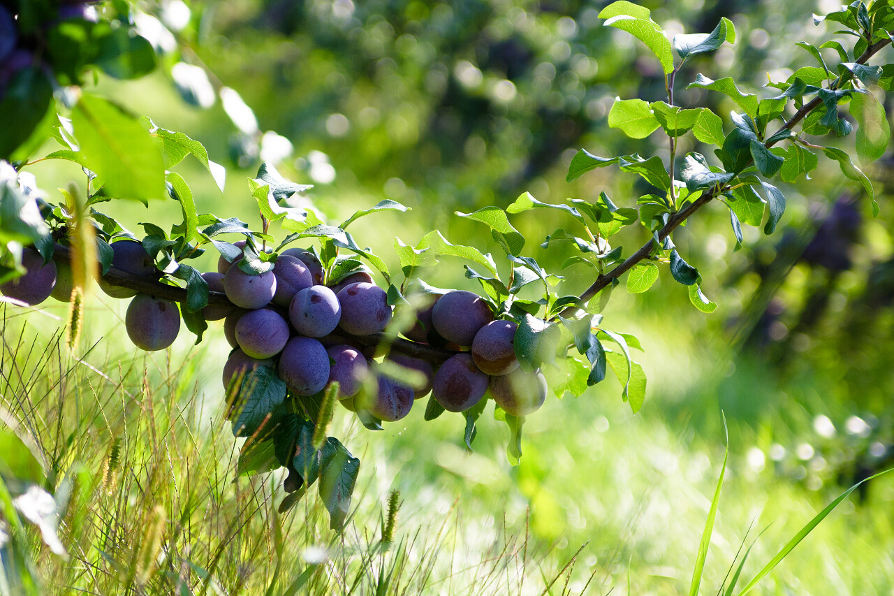 果园水果丰收李子树上的李子分枝
