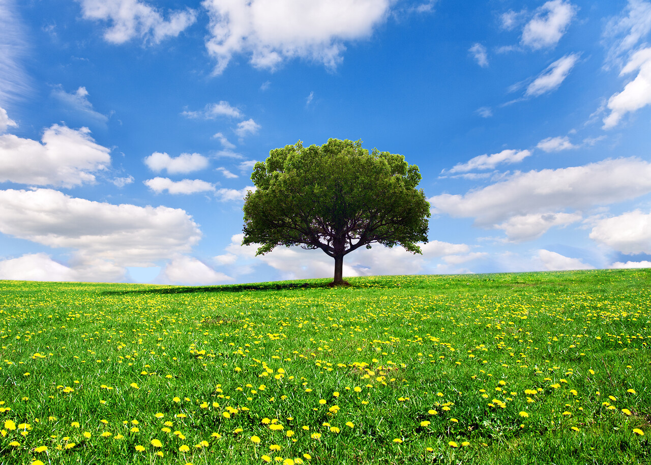 自然风景春天蓝天白云一望无际广阔的草地上的一棵树风景图312植树节