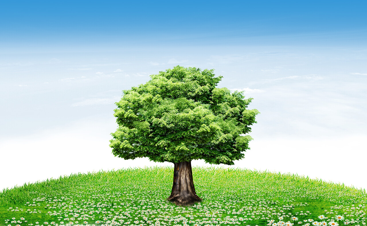 开满花的草地上的一颗绿色大树