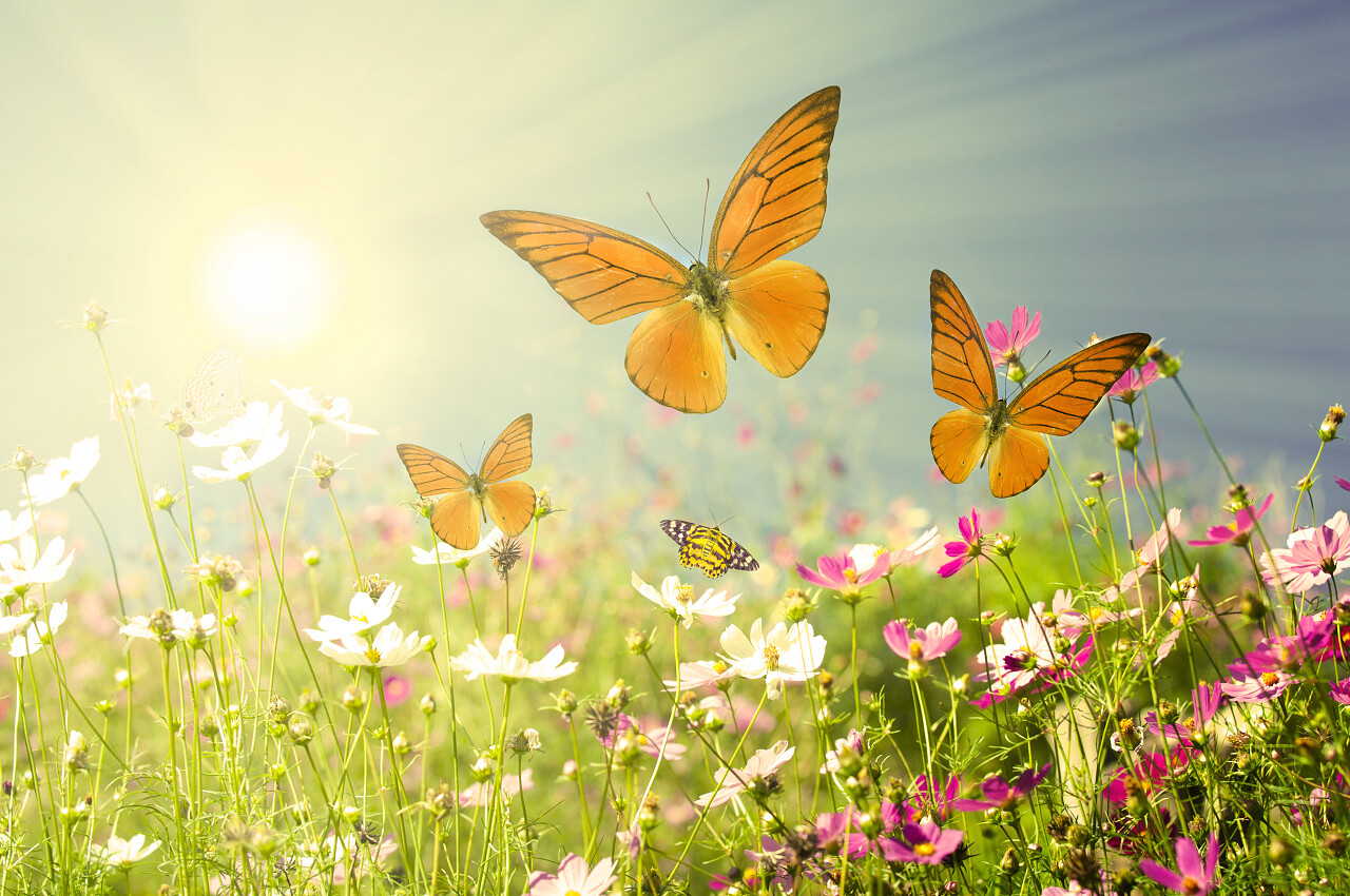 阳光照射的花海与蝴蝶