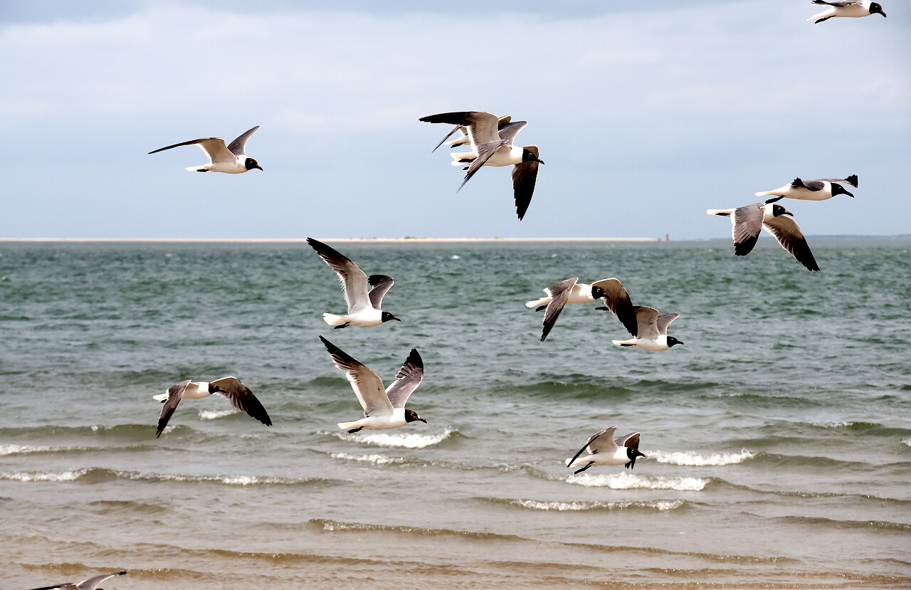 海面上一群飞翔的海鸥