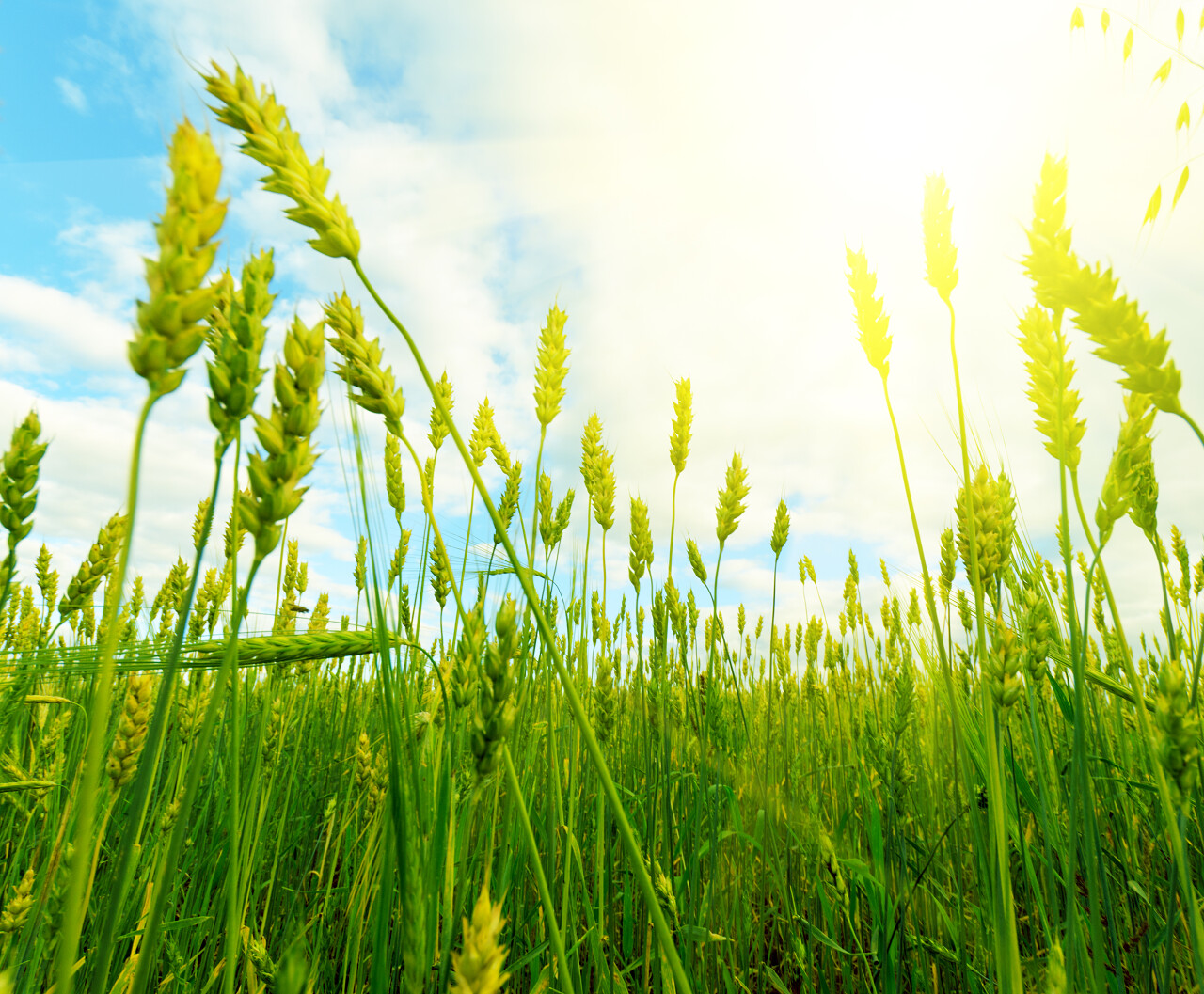 绿色麦苗麦田晴朗明亮二十四节气24节气小满
