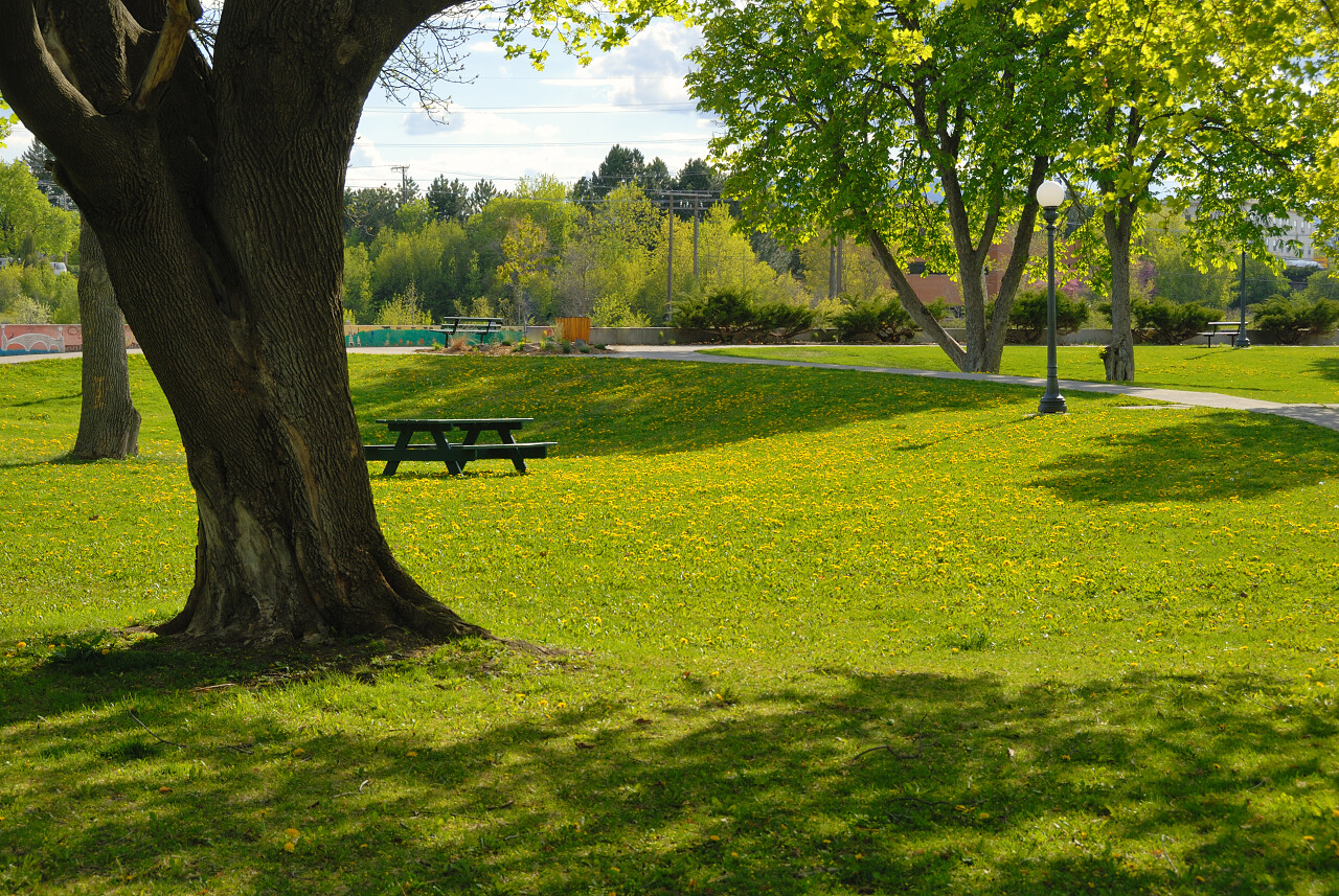 公园绿草地大树下长椅长凳晴朗晴天风景