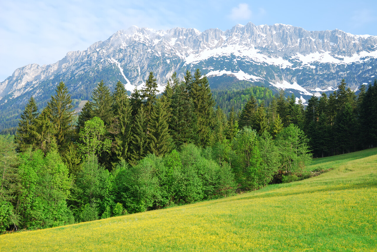 高山雪山山峰绿草地树林树木植物风景景色