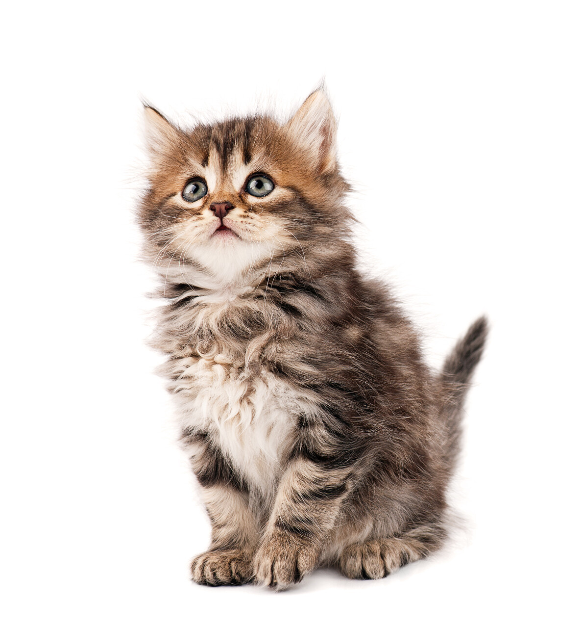 白底小猫猫咪一只小猫宠物动物
