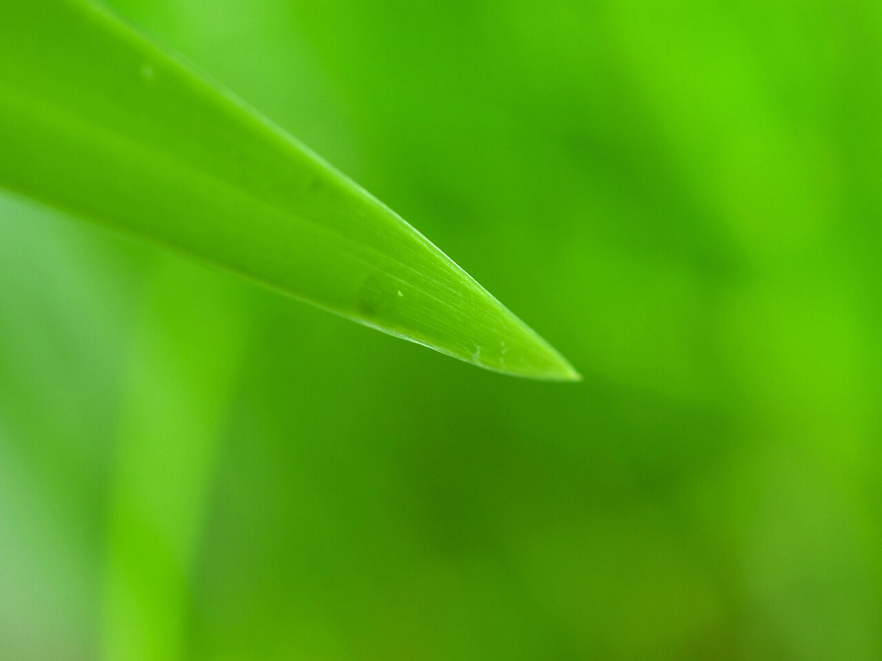 绿色背景绿色植物绿草清新