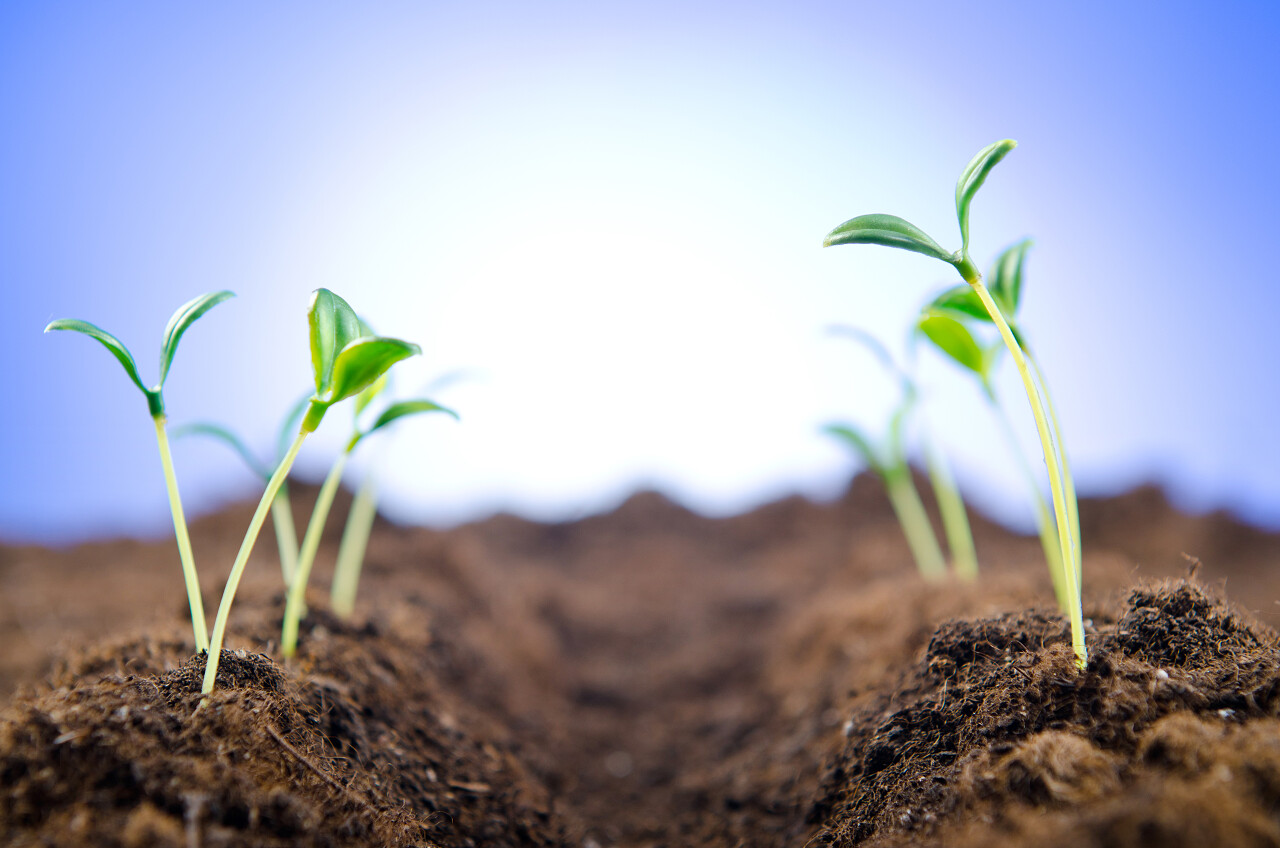 土壤绿苗发芽萌芽萌发土壤