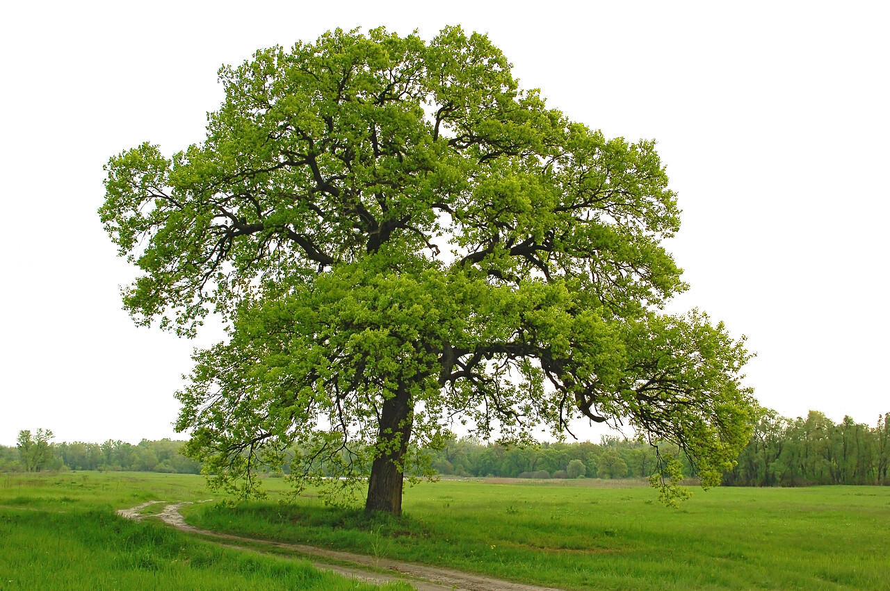 大树一棵大树草地绿草地户外野外绿色植物