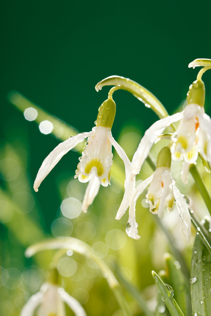 清新雪花莲的花图片