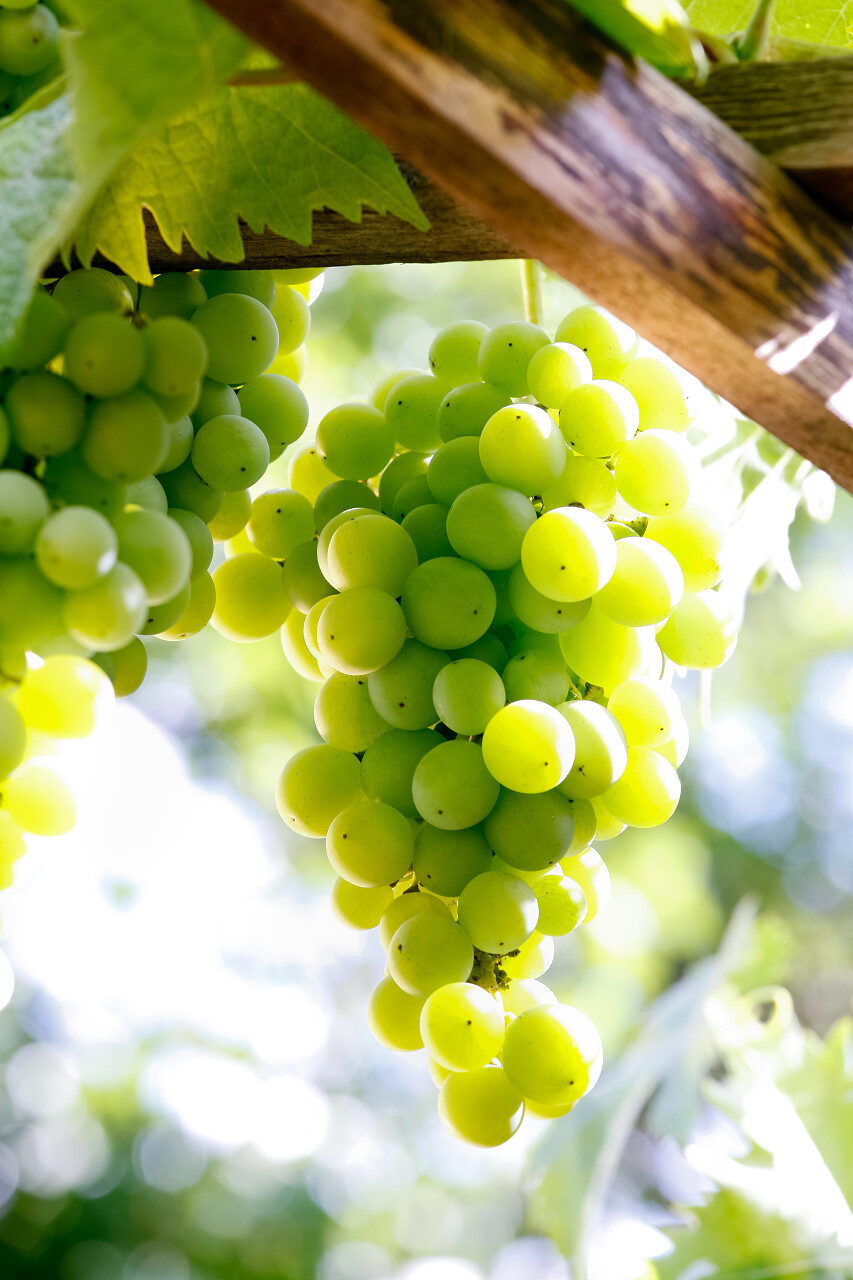 绿色表葡萄藤上和葡萄