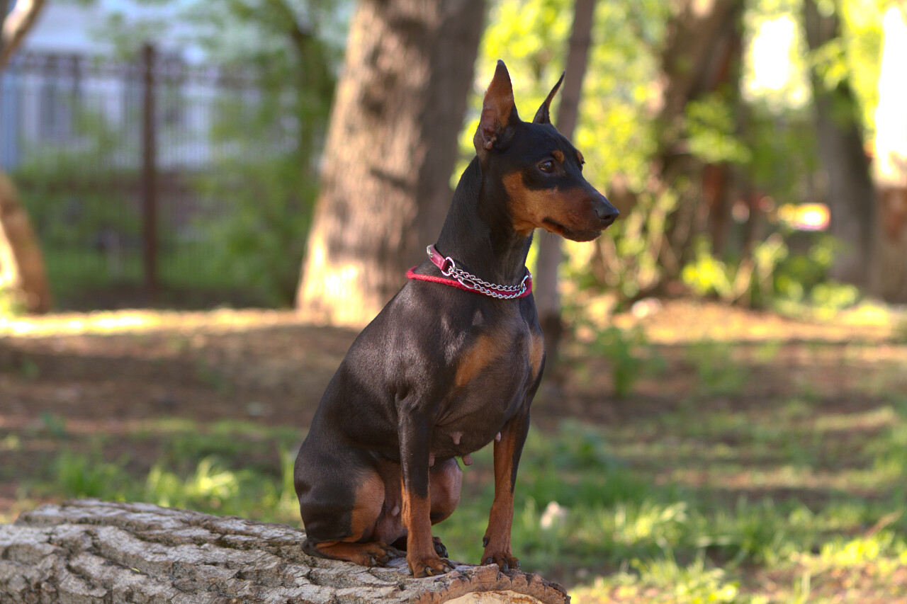在公园里遛狗坐立的狗狗图片