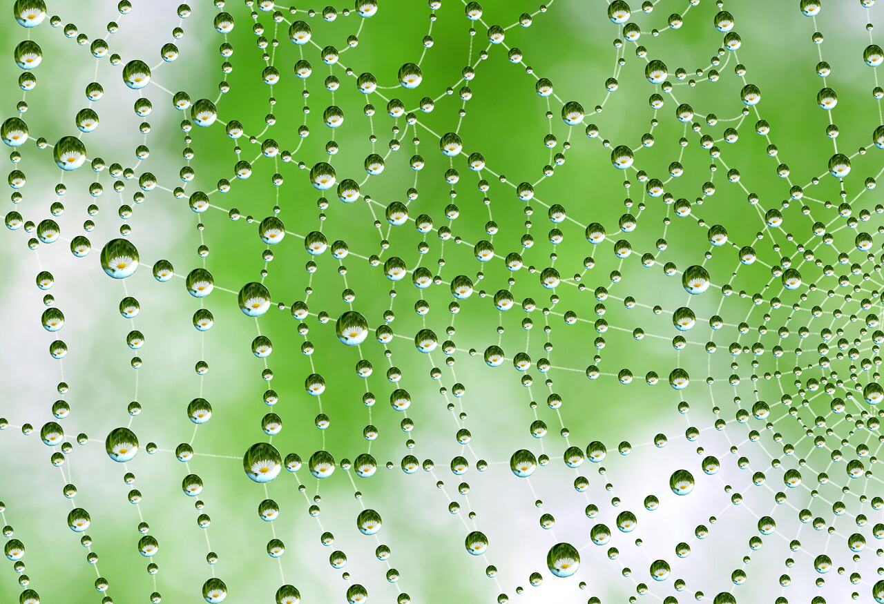 蜘蛛网上的水珠特写