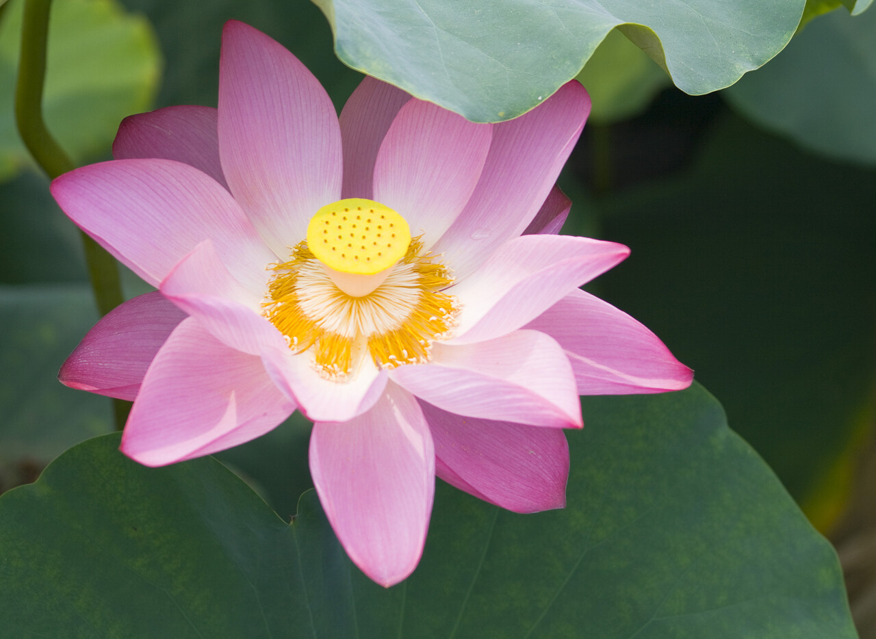 二十四节气夏至24节气荷花植物廉政高洁的粉色和莲叶二十四节气24节气立夏夏至小暑大暑