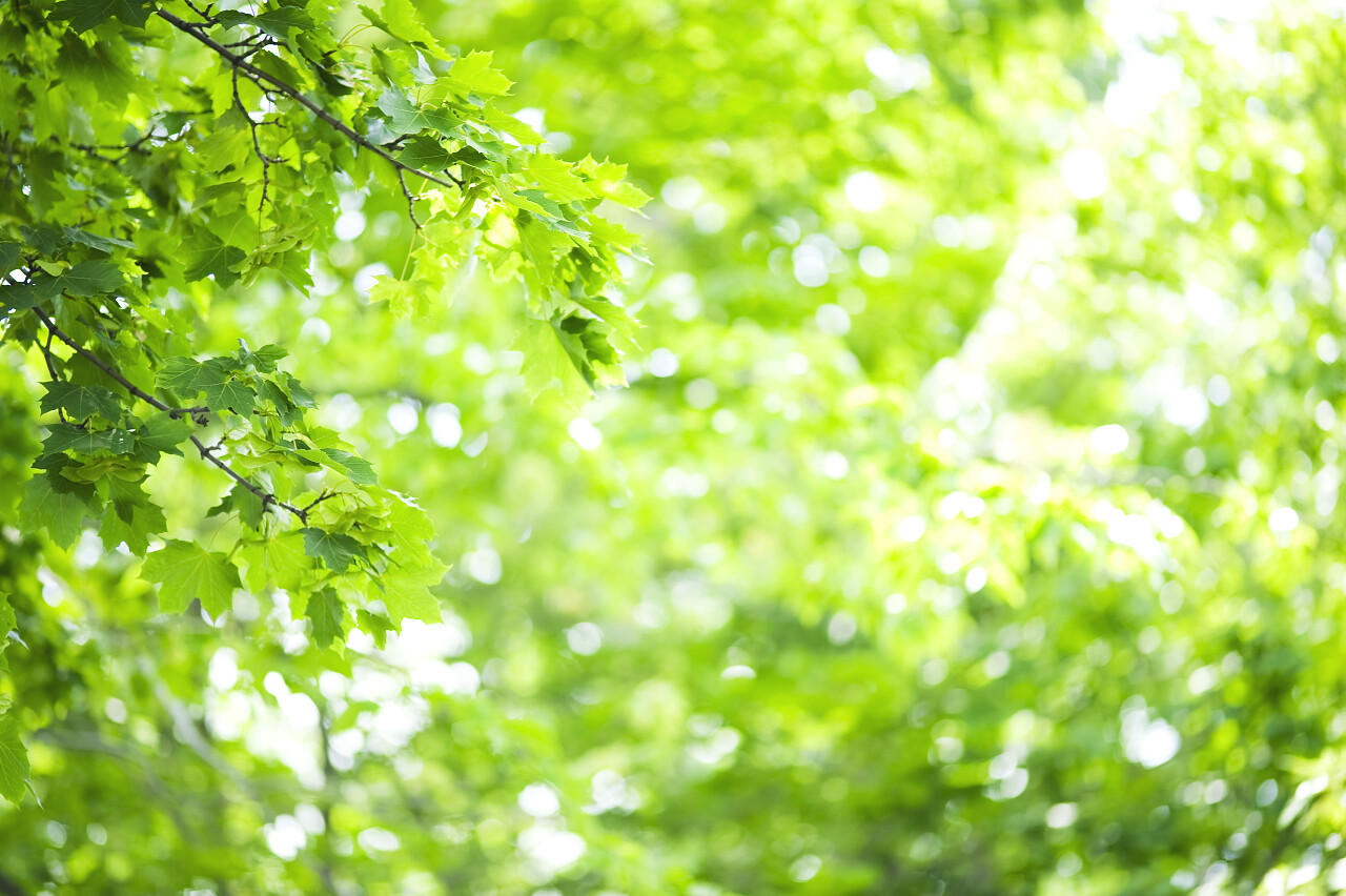 枝叶繁茂的叶子绿色背景