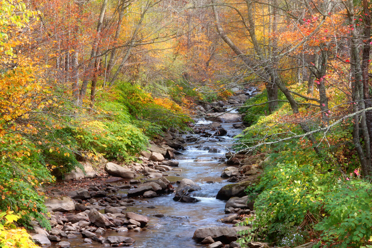 七彩树通过景区秋季水流