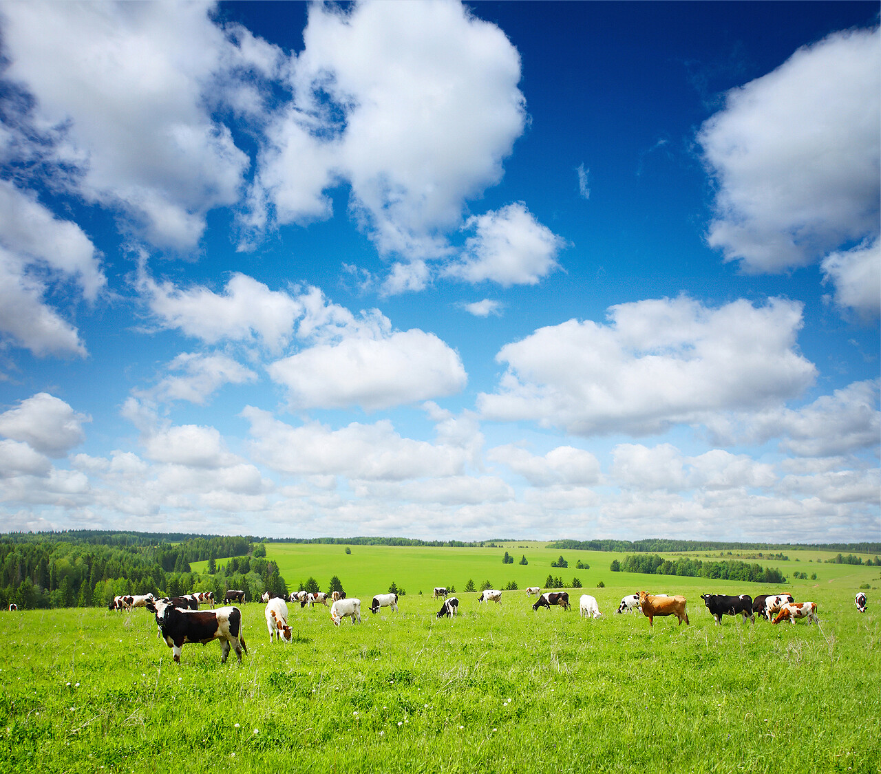 蓝天天空绿色草地上吃草的奶牛