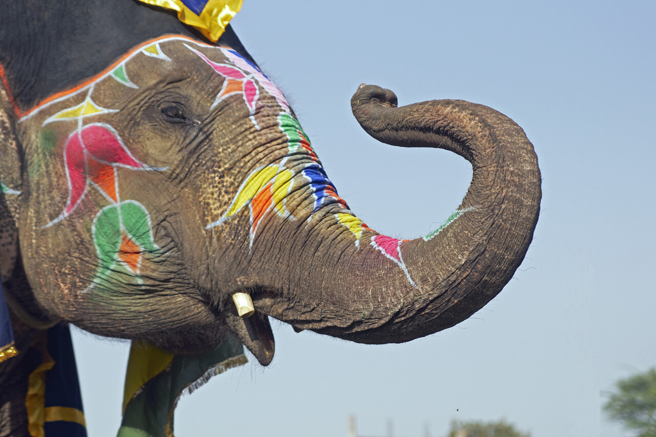 大象装饰艺术工作在其脸上印度大象节敬礼