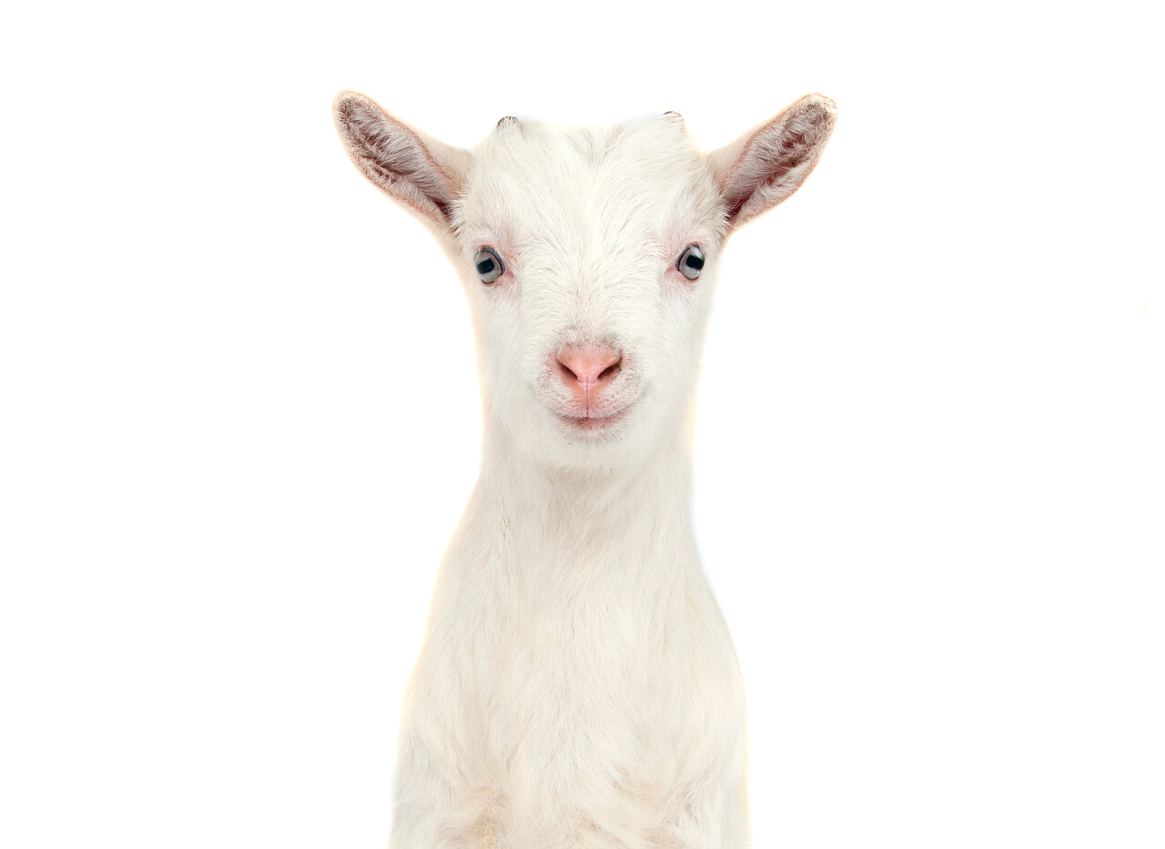 白底可爱的白山羊