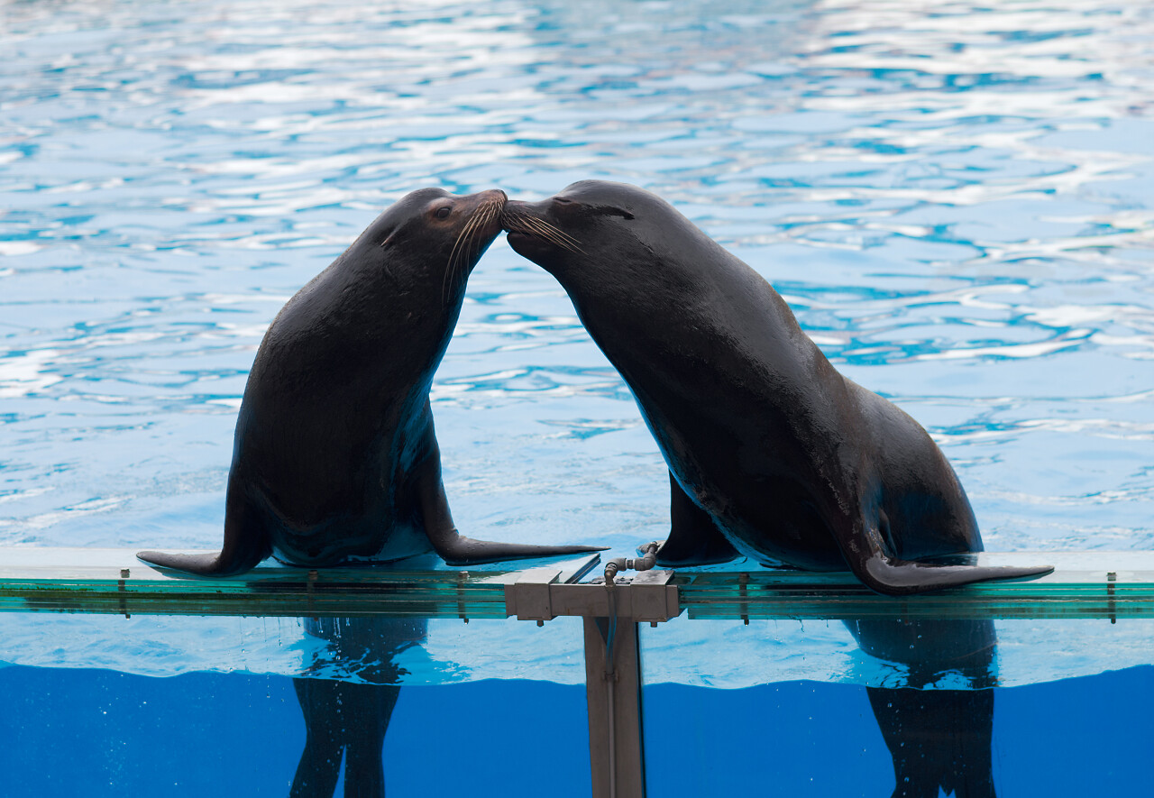 两个海狮亲吻海洋放映中