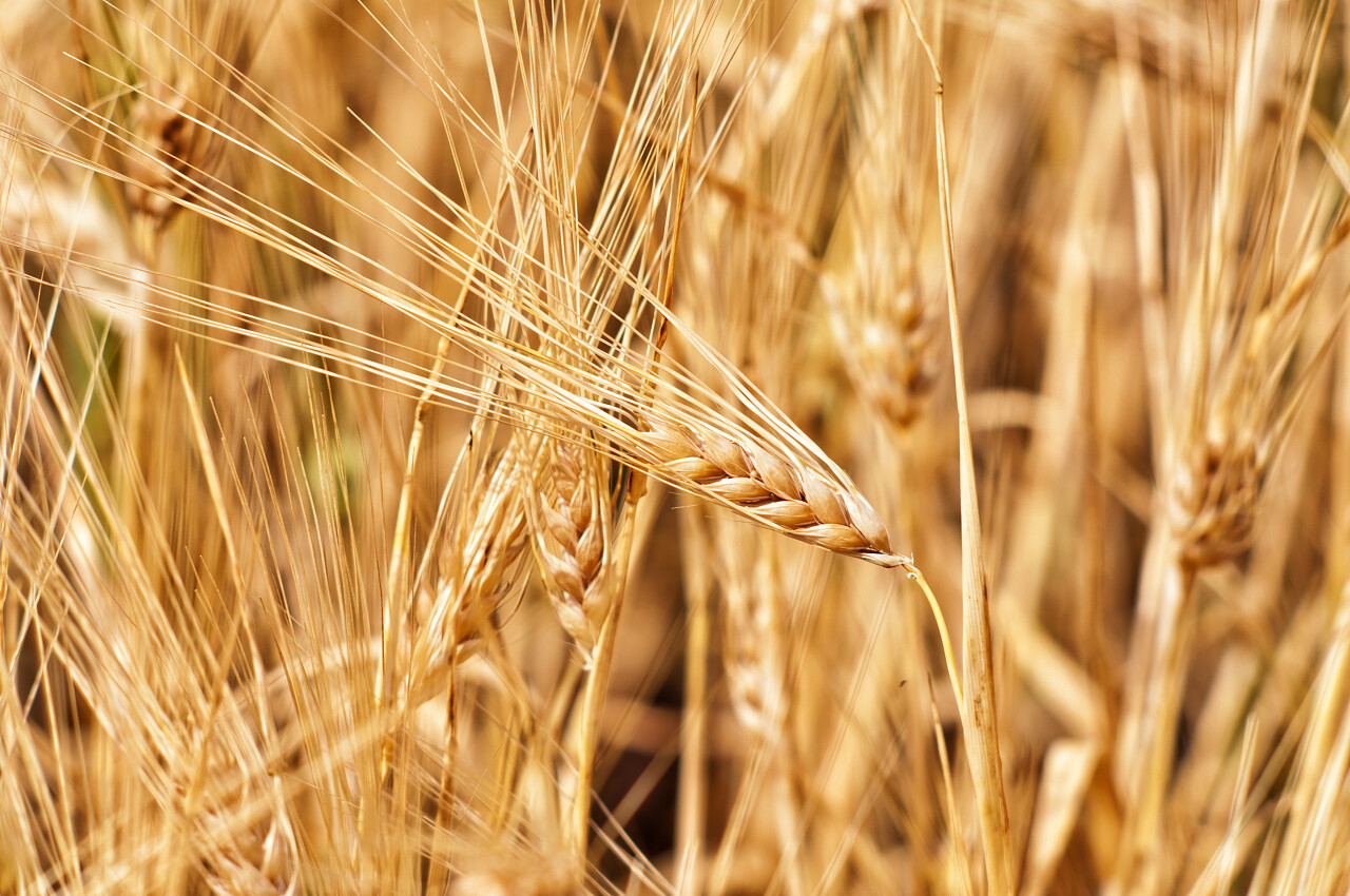 小麦二十四节气24节气芒种