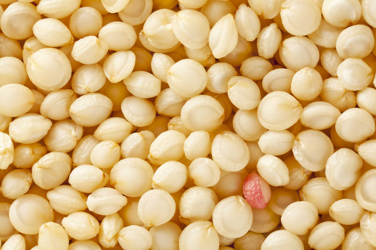 籽粒苋背景3倍真人大小放大倍数