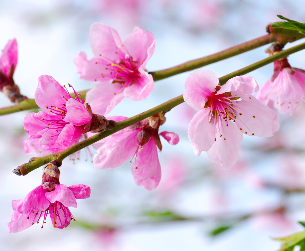 分支与隔离在白色背景上的粉红花朵传统二十四节气24节气春分