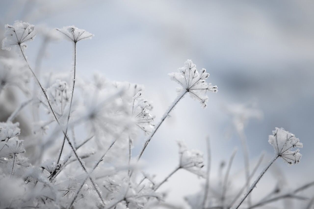 冰冻的植物冬天背景二十四节气立冬小雪大雪冬至小寒大寒