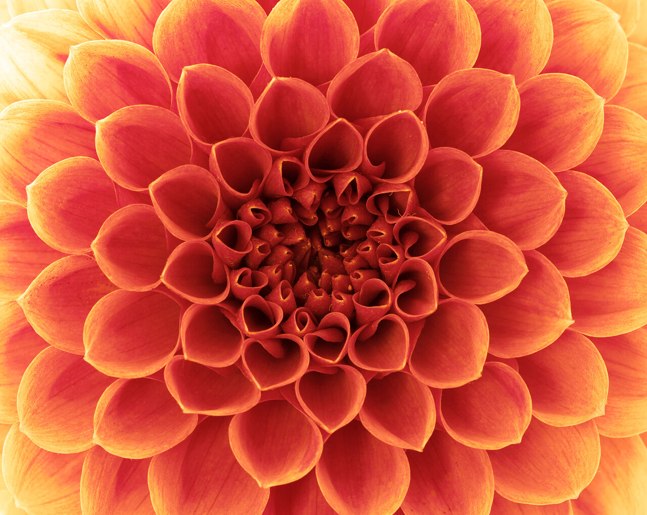 抽象的花朵和美丽的花瓣