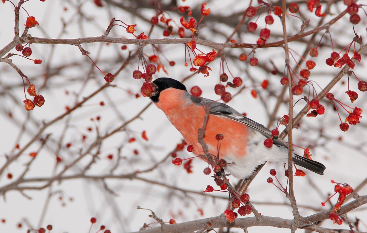 红腹灰雀吃冷冻的野果冬天