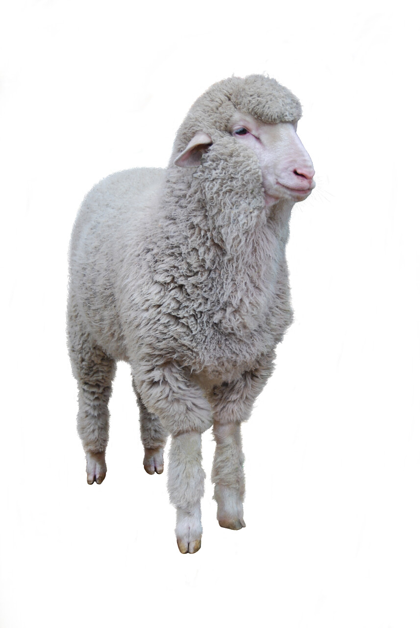 漂亮年轻绵羊在白色背景上