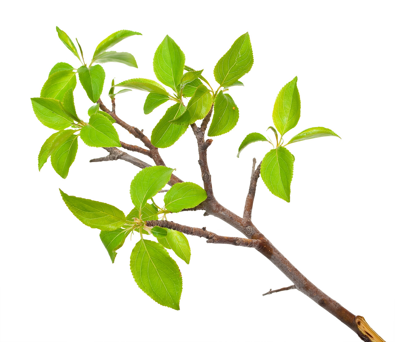 与春天芽白隔离分支苹果树