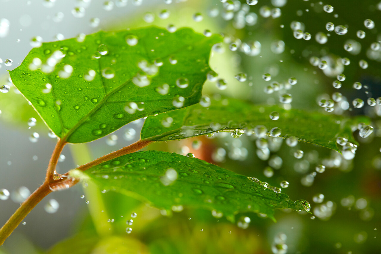 在雨中的绿叶浅景深传统二十四节气24节气雨水