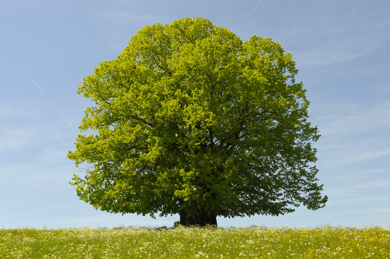 单林登树在春天