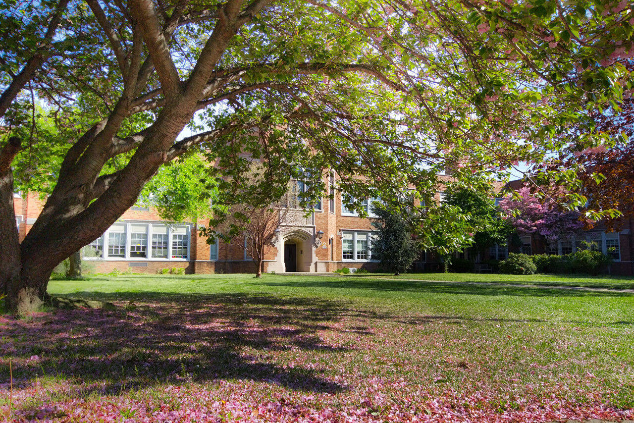 在一个典型的美国学校春暖花开遮荫树美好校园