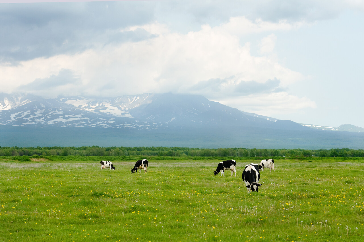 奶牛在山边的绿色牧场上吃草