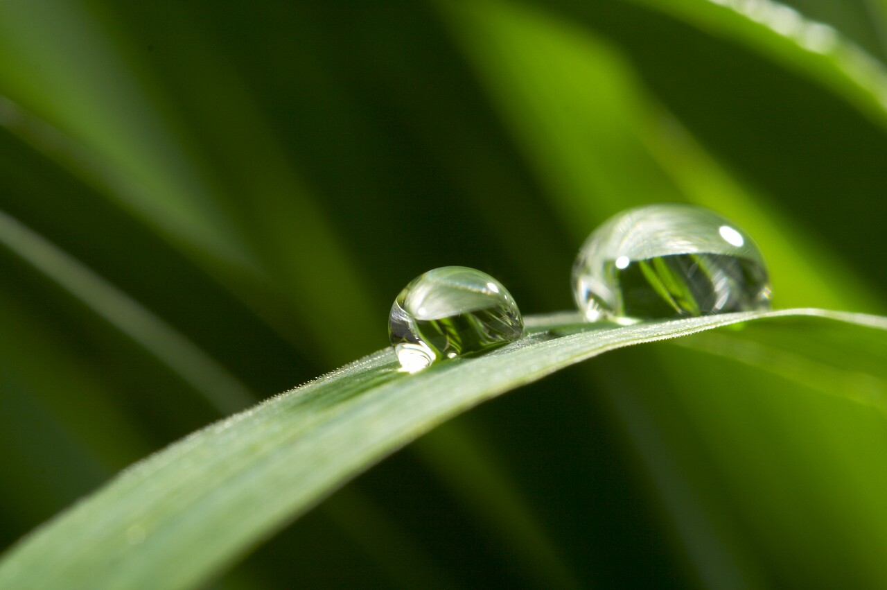叶子上的水珠白露