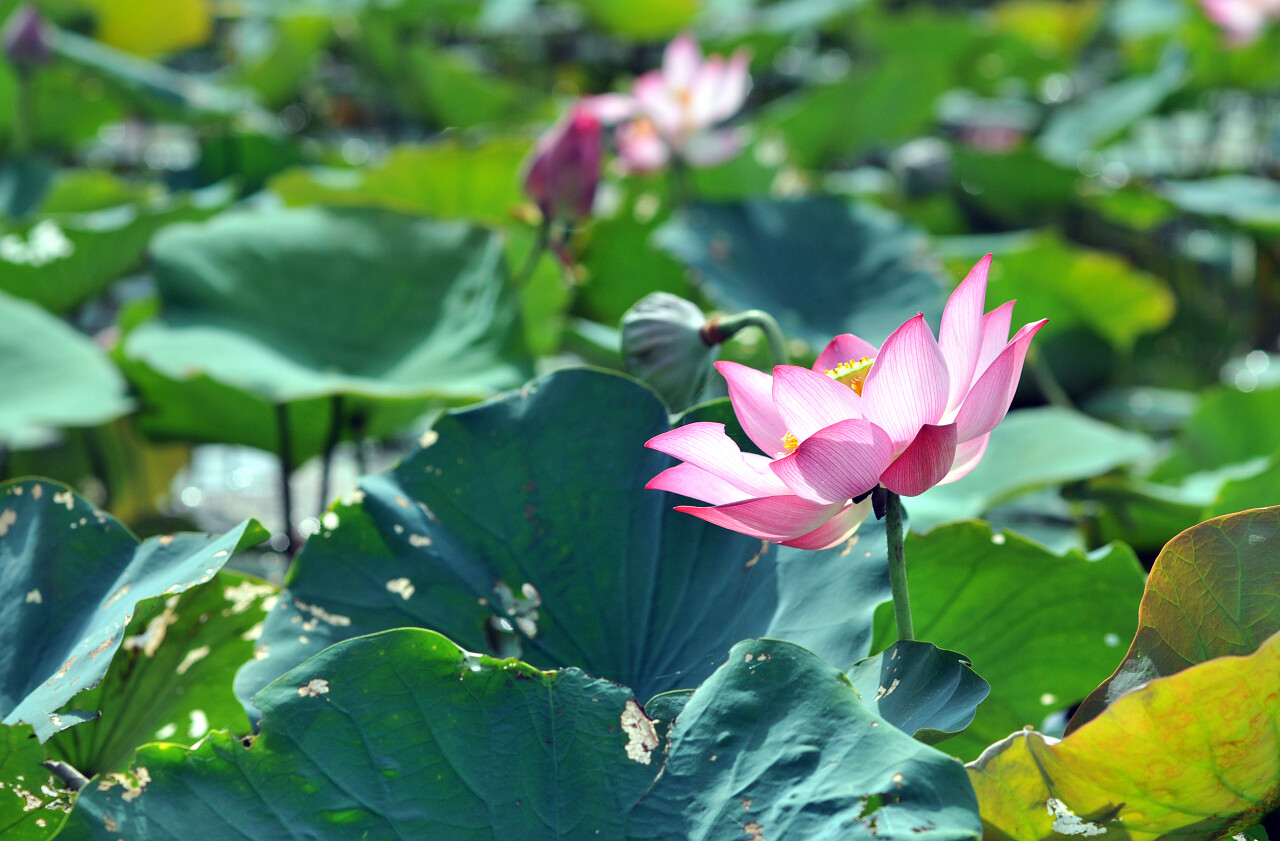 亚洲粉红色二十四节气24节气立夏夏至小暑大暑