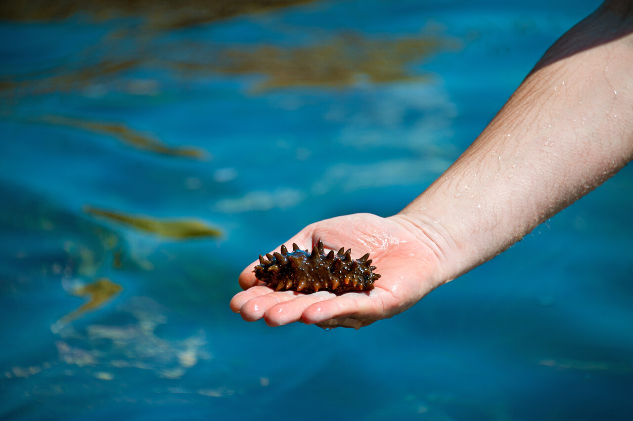一名男子手上的海参