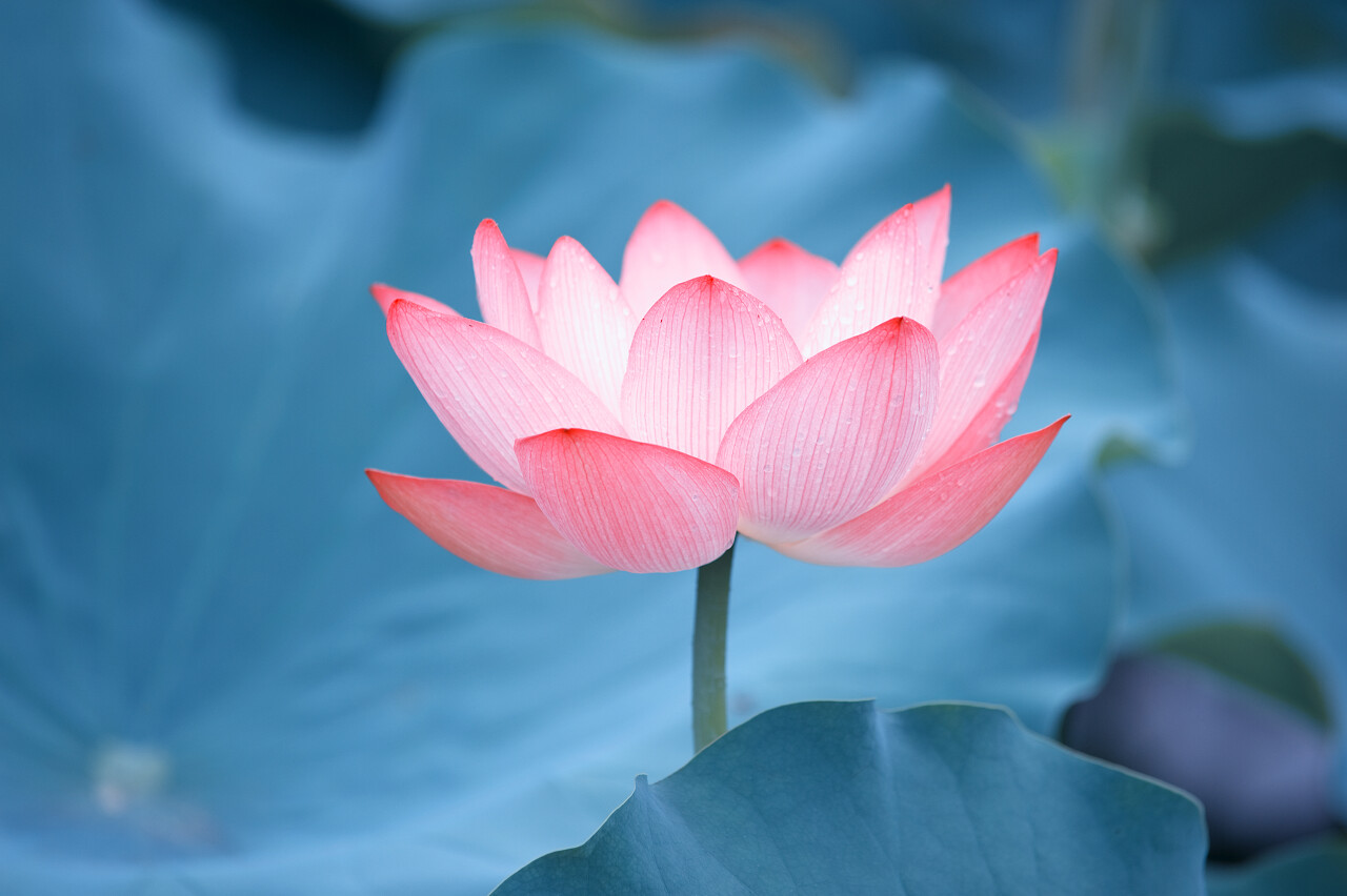 二十四节气24节气立夏夏至小暑大暑