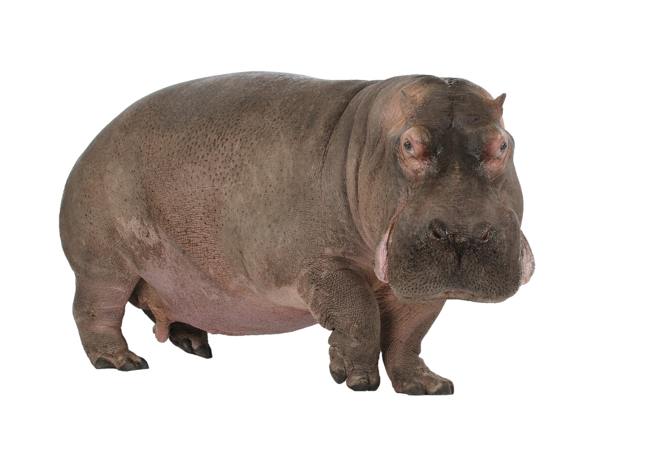 河马在一个白色的背景