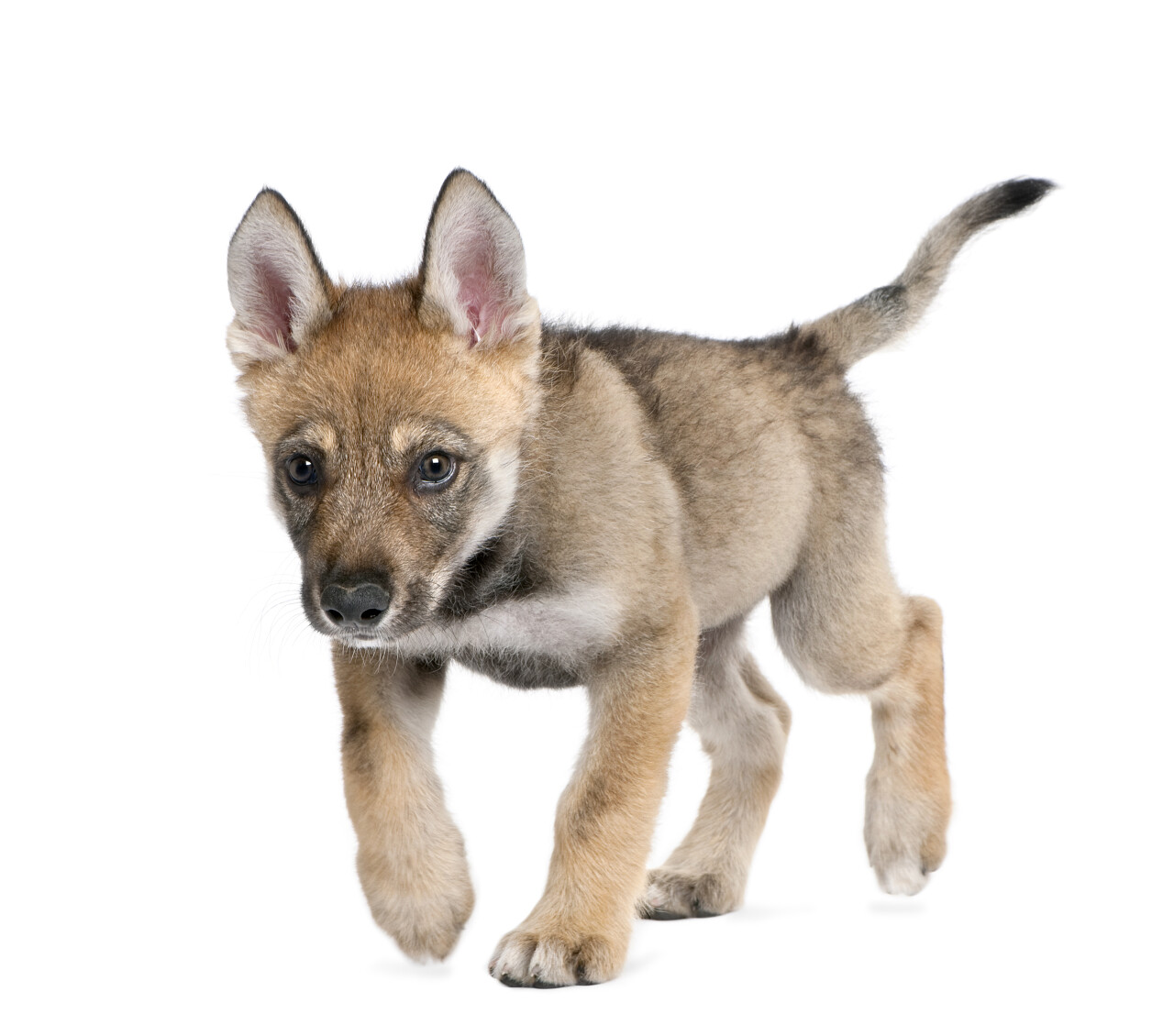 年轻的欧洲狼天红斑狼疮狼在白色背景前