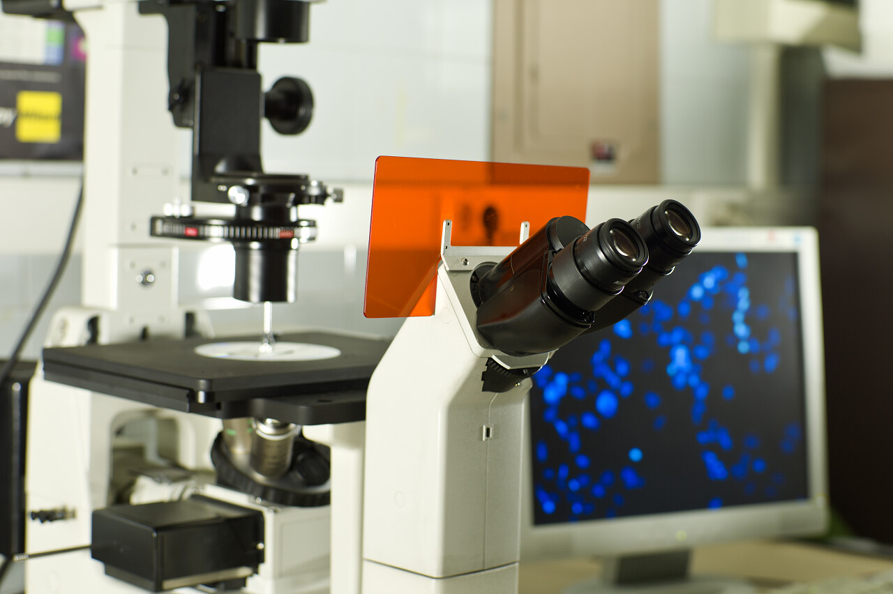 它是在前景色和计算机屏幕在背景中显示人类细胞中的对比显微镜