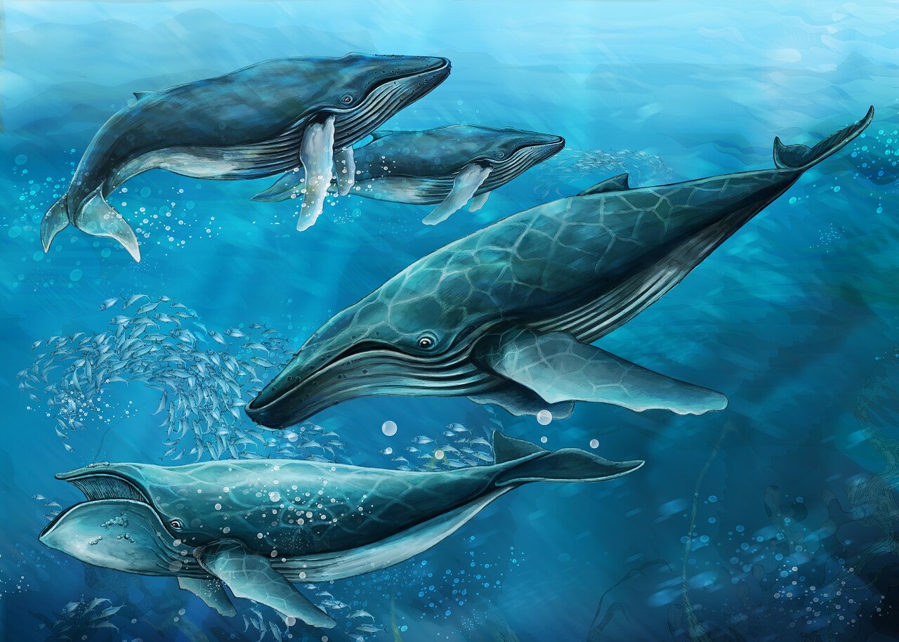 水里的鲸鱼
