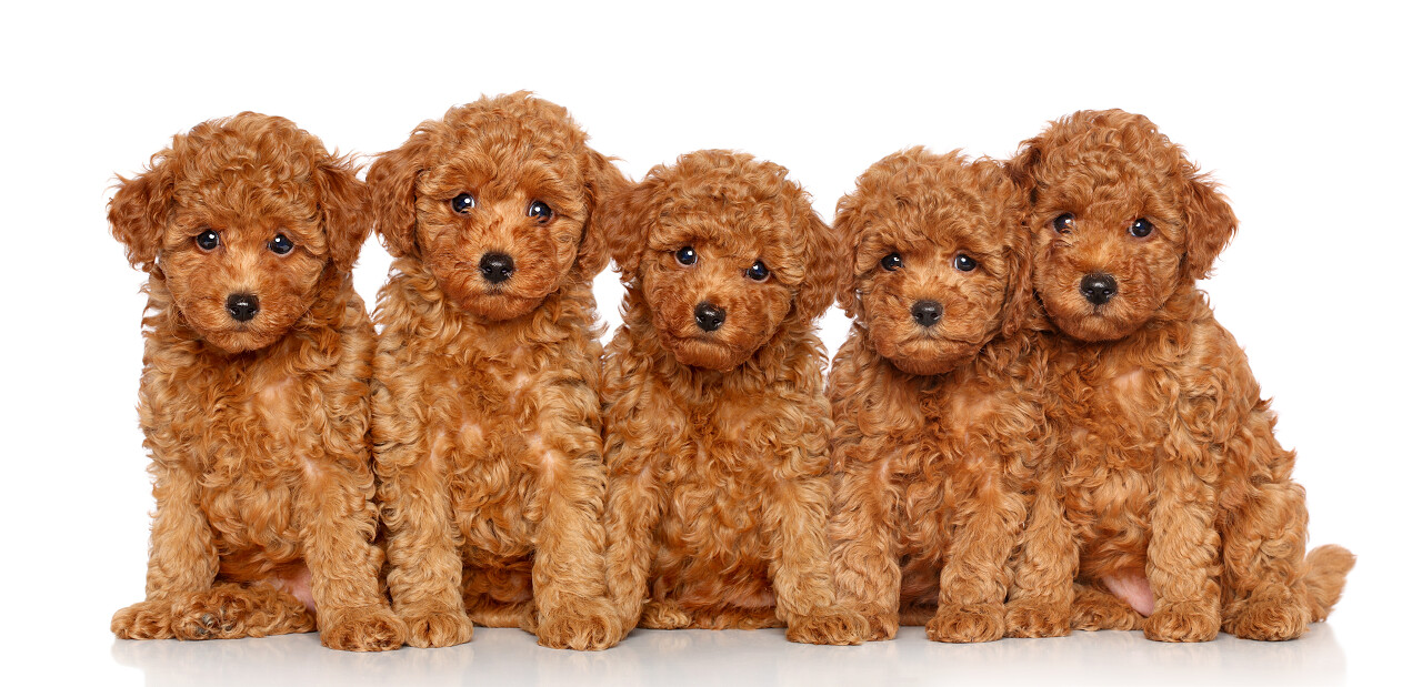 集团的玩具贵宾犬幼犬在白色背景上