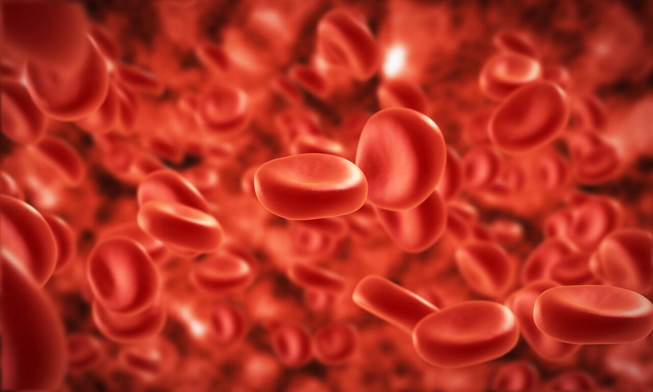 流动静脉内的血液细胞