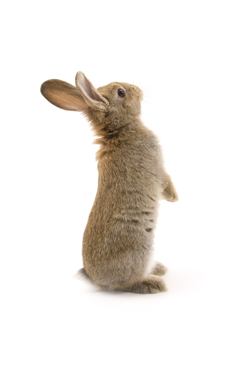 白色背景上的灰色兔子